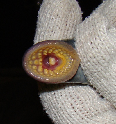 Crop Lamprey mouth.jpg